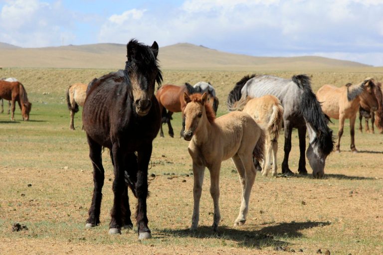 Terelj National Park