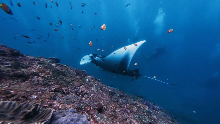 Manta Point