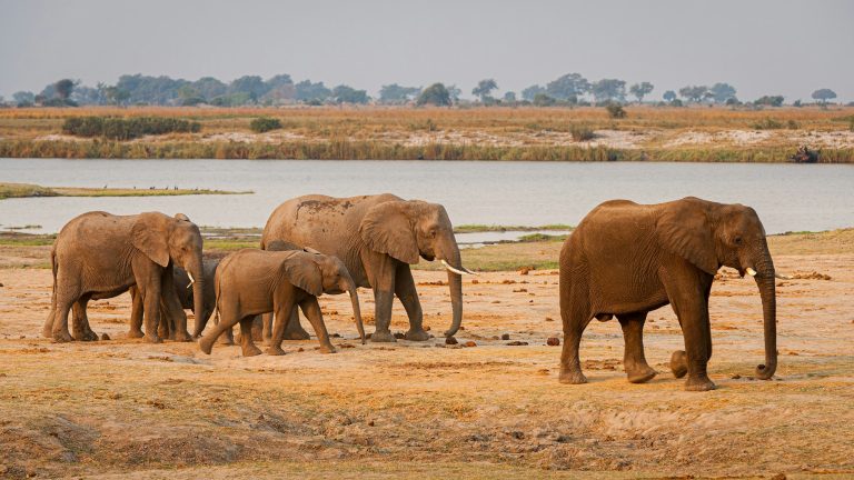 Chobe National Park, Botswana