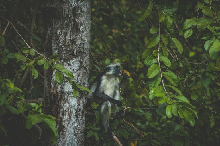 Jozani-Chwaka Bay National Park
